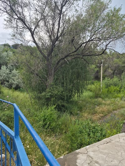 The image captures a view from a concrete structure with a bright blue metal railing, looking out towards a lush, overgrown natural area. The railing is in the foreground, partially obscuring the view. Beyond the railing, tall green grasses and various bushes dominate the landscape. A large tree with a thick trunk and intricate branches, some bare and others with sparse green leaves, stands prominently in the middle ground, casting shadows over the surrounding vegetation. Further in the background, more trees and shrubs create a dense green backdrop, with a faint outline of a hill and a utility pole visible. The sky is overcast, contributing to a muted, natural light. The overall scene suggests a somewhat wild, undeveloped area adjacent to a man-made structure, likely within the city of Tekeli, Kazakhstan, given the context. There are no people or animals visible in the frame, and no specific actions or interactions are depicted.