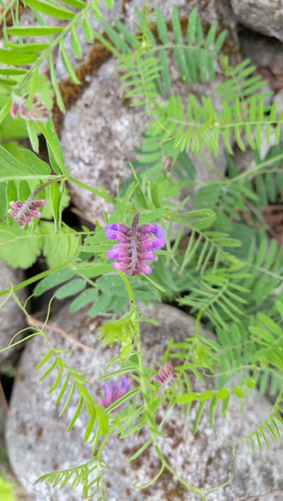 A vertical close-up shot captures a delicate cluster of purple and pink flowers growing amongst vibrant green foliage. The flowers, with their pea-like petals, are arranged vertically along a thin stem, with the larger, more open blooms exhibiting a striking purple hue, while smaller buds display a soft pink. The foliage is characterized by its finely divided leaves, creating a feathery appearance.

The flowers and leaves are set against a background of grey, weathered rocks, some of which are partially covered with patches of dark, mossy growth. The lighting suggests it is daytime, with natural light illuminating the scene. The overall impression is one of nature's intricate beauty, with the vibrant colors of the flowers contrasting gently with the muted tones of the rocks and the lush green of the leaves. The scene appears to be outdoors, likely in a natural setting given the presence of rocks and wild vegetation. No people or text are visible in the image.