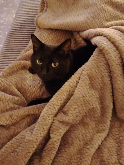 A black cat with piercing yellow eyes peers out from under a tan blanket. The blanket has a textured, woven pattern. The cat is nestled amongst the soft folds, blending in with the dark shadows. Its alert ears are perked, and a paw is visible to the left of its face. The background shows a glimpse of a light gray, horizontally striped surface. The overall scene evokes a sense of cozy domesticity.