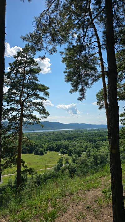 The image shows a panoramic view of a landscape from a high vantage point, likely a hill or cliffside. In the foreground, the trunks and branches of several pine trees frame the scene, with their needles silhouetted against a bright blue sky dotted with fluffy white clouds.
The midground features a verdant valley filled with a dense forest of deciduous trees, with patches of lighter green grassland interspersed. A winding road, possibly paved, cuts through the valley, with a single car visible on it. A body of water, likely a river or lake, stretches across the far midground, reflecting the sky.
In the background, a range of gently sloping hills or mountains forms a distant horizon, partially obscured by a light haze. The overall impression is one of a serene and natural environment under a clear, sunny day. This scene is consistent with the natural beauty found in the vicinity of Mastryukovo, Russia, which is known for its Volga River landscapes and forested areas.