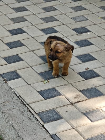 A small, brown and black puppy stands on a paved walkway in Căușeni, Moldova. The walkway is made of rectangular interlocking stones, alternating in light gray and dark gray. The puppy is facing towards the left of the frame, with its head slightly tilted down. It has floppy ears and dark eyes. A single, small green leaf rests on the pavement near the puppy's front left paw. To the left of the walkway, a concrete curb is visible, showing signs of wear and tear. Sunlight casts shadows on the paved surface.