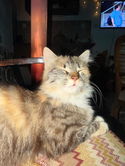 An indoor scene in Kavrakirovo, Bulgaria depicts a long-haired calico cat resting in the foreground. The cat has closed eyes, a pink nose, prominent white whiskers, and a white chest, with its fur displaying shades of brown, tan, and grey tabby patterns. It is positioned on a textile surface featuring a geometric pattern of beige, yellow, and red zigzags and diamonds. In the midground, an orange-red glow emanates from behind a dark, vertical structure, suggesting an active heat source or fire. To the upper right, a television screen is illuminated, displaying a male figure in a light blue shirt, holding a dark backpack, standing outdoors near a railing. String lights are visible on the wall above the television. A partial view of a wooden chair with a patterned backrest is present on the far right. The overall environment is dimly lit.