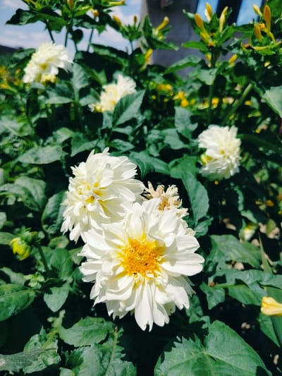 This is a medium-shot, vertical-format photograph of a cluster of white dahlias with yellow centers, growing outdoors. The flowers are in various stages of bloom, with the most prominent one in the foreground. The surrounding foliage is lush and green. The image appears to have been taken on a sunny day, with natural light illuminating the scene. The backdrop consists of blurred green leaves and some out-of-focus yellow flower buds. The scene does not show any people or specific landmarks that would indicate a location in the city of Қарабұлақ, Kazakhstan.
