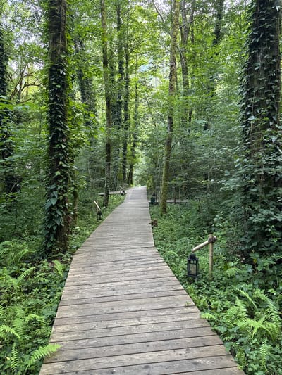 The image depicts a wooden boardwalk winding through a lush, green forest. The boardwalk is constructed of weathered wooden planks and is elevated slightly above the forest floor. Lush vegetation, including ferns and ivy, flanks the boardwalk, with tall trees covered in moss and ivy forming a dense canopy overhead. Several black lanterns are hung on bamboo poles along the side of the boardwalk, suggesting it's a pathway for visitors. The environment is serene and natural, characteristic of a forest trail. The location is identified as Chvizhepse, Russia. There are no people or animals visible in the image.