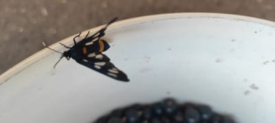 A black butterfly with white spots on its wings and orange bands on its abdomen is perched on a white surface. The butterfly is in the foreground, facing right. Its wings are partially open, revealing the intricate patterns. The white surface appears to be a bowl or dish, and in the upper background, a pile of dark, round objects, possibly berries or seeds, is visible. The overall scene is simple and focused on the butterfly and its immediate surroundings. The lighting suggests it is daytime, but no specific time or weather conditions can be determined. There is no visible text in the image. The location context of Kobeliachok, Ukraine, is provided, but there are no visual cues within the image itself to confirm this specific location.