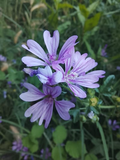 The image is a close-up shot of several light purple mallow flowers, likely taken outdoors in Kableshkovo, Bulgaria. The flowers are the primary subjects, with their delicate, notched petals and prominent stamens filled with white pollen. Some of the flowers are in full bloom, while others appear to be budding or partially closed.

The setting is a natural environment, characterized by lush green foliage and other smaller, out-of-focus purple wildflowers in the background. The focus is sharp on the central flowers, creating a sense of depth and isolating them from their surroundings. The lighting suggests it might be late afternoon or early evening, with a soft, diffused light that enhances the gentle colors of the petals. There are no people or man-made objects visible in the frame. The overall mood is tranquil and serene, highlighting the simple beauty of nature. No text is visible in the image.