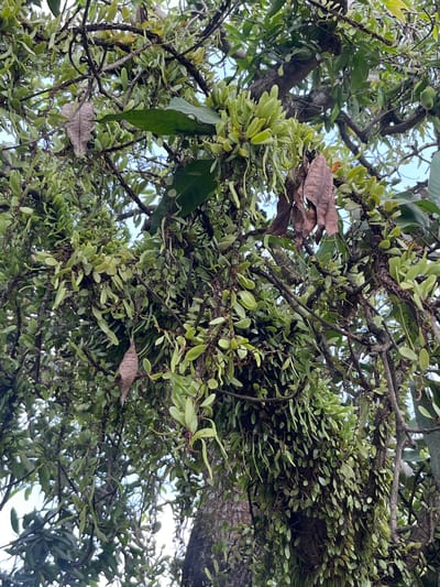 The image shows a view looking up into a tree. The location is likely in Paweden, Indonesia. The tree is heavily covered with green leaves, some branches are also covered with smaller, clustered green leaves that appear to be a species of fern or moss. There are a few dried, brown leaves interspersed among the green foliage. The branches are dark and thick. Patches of the blue sky are visible through the branches and leaves.