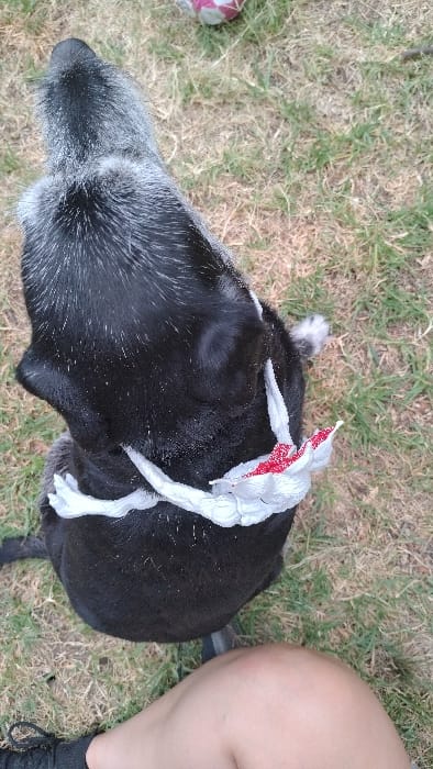 A black dog sits on a grassy lawn, its head toward the left. The dog has a white, aging muzzle. A crumpled, shiny white and red material rests on its back. A person's leg and shoe are visible on the right edge of the image. The dog's fur is speckled with white. The grass has patches of dry, brown areas mixed with green.