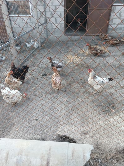 A high-angle, medium shot captures an outdoor chicken enclosure in Leușeni, Moldova. The foreground is dominated by a weathered, rust-colored chain-link fence, obscuring the view of the scene within. Beyond the fence, several chickens and some ducks are visible. In the upper left quadrant, two white ducks are huddled together. To the right of the ducks, several brown and tan ducks are scattered, some pecking at a pile of yellow feed. In the center-left of the enclosure, a black chicken stands alert, with a lighter colored chicken beside it. Further right, a white chicken with black markings stands facing the viewer, and another chicken, mostly pinkish-brown with patches of missing feathers, is also present. In the background, a chicken coop with a dark brown door is visible, and a rooster can be seen standing in the open doorway. The ground within the enclosure is a mix of dirt and gravel. The overall scene depicts a typical farmyard environment.