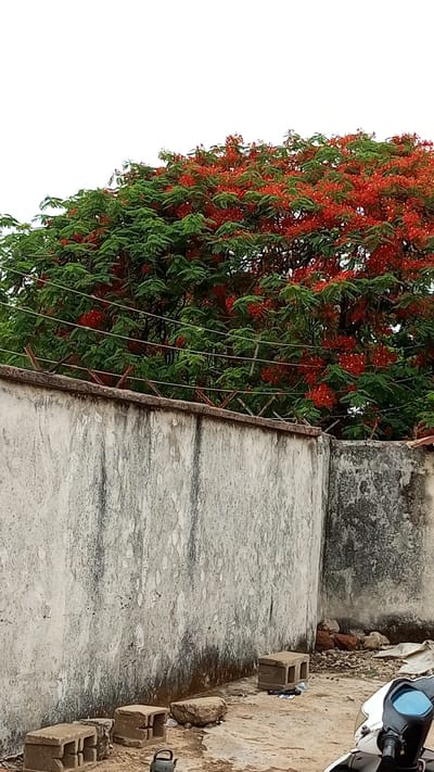 A partially obscured view reveals a portion of Kawo, Nigeria, with a focus on a concrete wall. The wall is aged and stained with dark vertical streaks, topped with metal razor wire for security. Behind the wall, a large tree bursts with vibrant red flowers amidst green foliage, possibly a Royal Poinciana. Power lines run horizontally through the tree’s branches. In the foreground, the ground is covered with loose dirt, scattered debris, and several roughly shaped concrete blocks. A small, dark kettle sits near the blocks. The front of a white and blue scooter peeks into the frame in the lower right corner. The sky is overcast, creating a muted light across the scene.