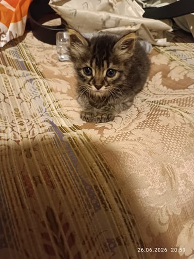 A small, tabby kitten with large, blue eyes is lying on a patterned, fabric surface. The kitten is positioned in the center of the frame, facing forward with its front paws tucked underneath its body. The kitten's fur is a mix of brown, black, and gray stripes. The background is out of focus, but appears to be a cluttered domestic environment with some fabric and a clear plastic bottle visible. A timestamp "26.06.2026 20:59" is present in the lower right corner of the image. The location is not specified in the image.