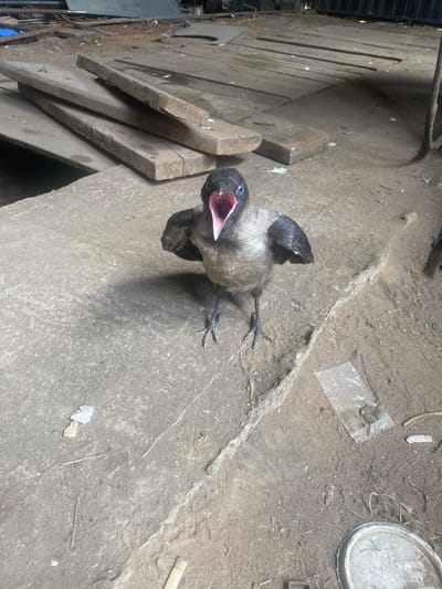 A juvenile crow with its mouth open stands on a dirt and concrete surface, appearing agitated. The crow is grey and black, with bright blue eyes. Its wings are slightly spread, and its beak is wide open, revealing a pink interior. The background shows a cluttered area with wooden planks, metal objects, and debris, suggesting an outdoor industrial or storage space. The ground is uneven, with patches of dirt and concrete. There are no people visible in the image. The scene appears to be in Mamontovo, Russia, though no specific landmarks or identifying features of the city are apparent in the image itself.