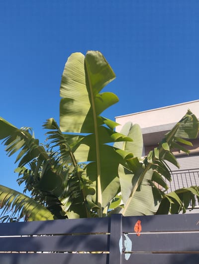 A wide shot captures a clear, bright blue sky over lush green banana leaves in Pardes Hana-Karkur, Israel. The leaves, vibrant and healthy, are the primary focus, with several large fronds reaching towards the sky. Behind the foliage, a modern building with a light-colored facade and a grey railing is visible. A dark grey fence runs across the foreground, partially obscuring the lower portion of the banana plants. Two small, colorful decorations, one orange and one light blue, are attached to the fence, adding a touch of whimsy to the scene. The overall impression is one of natural beauty and urban life coexisting under a sunny sky.