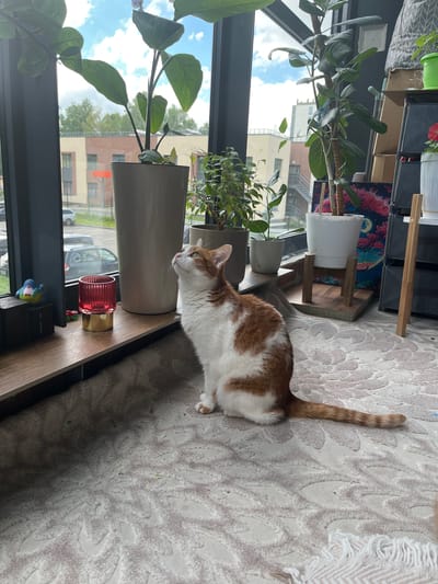 The media file shows an indoor scene with an orange and white cat on a textured rug. The cat is looking to its left, with its body stretched out along the surface. Behind the cat, on a wooden shelf, are several potted plants, including a large ficus tree with broad leaves and a smaller plant with delicate foliage. Further back, on shelving units, are various items, including boxes, what appears to be a decorative rug with a floral design, and white pots.
Through a large window, a cloudy sky and buildings are visible, suggesting an urban or suburban setting. The window also overlooks an outdoor area with trees and parked cars. A red glass candle holder and a small blue figurine are also present on the shelf near the cat. The overall impression is of a domestic environment, possibly a living room or a sunroom, with plants and a pet. The lighting suggests it is daytime. There is no visible text in the image.