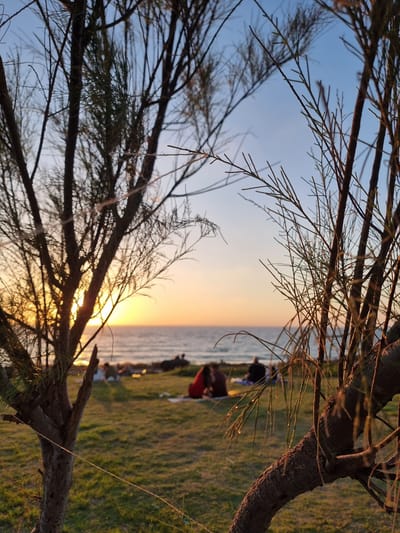 In Palmachim, Israel, the image captures a tranquil sunset scene at the beach. In the foreground, bare branches of a tree frame the view, their delicate twigs and bark visible. The background reveals a serene ocean meeting a gradient sky of soft yellow and pale blue, illuminated by the setting sun. A strip of green grass separates the sandy beach from the foreground, with a few people scattered on blankets, enjoying the view and the company of others. The overall atmosphere is one of peace and relaxation as the day concludes.