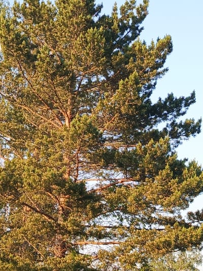 The image displays a close-up view of a tall pine tree against a clear blue sky. The branches are laden with green needles, and the trunk is visible in the center, with a reddish-brown hue. The sunlight illuminates the foliage, creating a warm glow. The scene appears to be set in a natural environment, possibly a park or forest, in Steklyanka, Russia. No people or animals are visible in the frame.