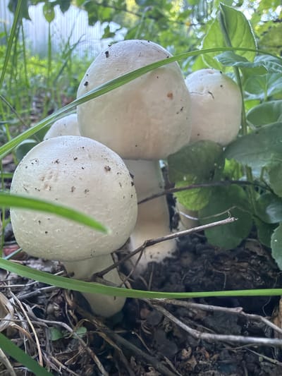 A cluster of white mushrooms is growing in the ground, surrounded by green leaves and dry grass. One mushroom in the foreground is partially obscured by a blade of grass. The background shows a blurry green and white fence. The scene appears to be in a natural or semi-natural outdoor setting.