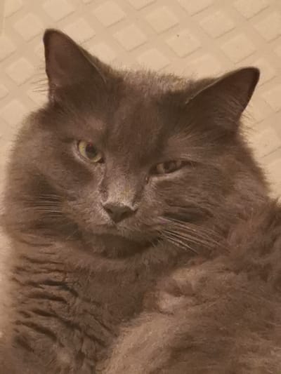 This is a close-up, head-and-shoulders portrait of a long-haired, grey cat. The cat's fur is thick and fluffy, with visible individual strands. Its ears are pointed and prominent. The cat's eyes are partially closed, giving it a sleepy or contemplative expression. One eye is a light green color, while the other is less visible. The background appears to be a textured, light-colored surface, possibly a wall or fabric, with a subtle diamond pattern. The lighting is dim and diffused, creating soft shadows on the cat's face. There is no discernible indication of a specific location within Saint-Jean-sur-Richelieu, Canada, or any actions or interactions occurring.