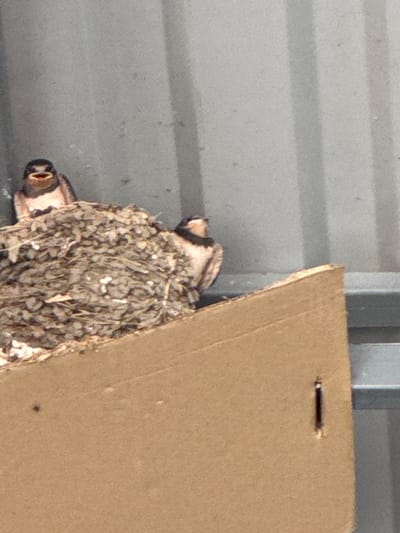 Two swallow chicks are perched in a nest made of mud and straw, which is situated on a piece of cardboard. The nest appears to be placed against a corrugated metal wall. The chick on the left is facing the camera with its mouth open, revealing a pink interior. The chick on the right is facing away from the camera, looking downwards. The background consists of the gray corrugated wall, and the foreground is dominated by the brown cardboard. This scene is located in the city of Tsandrypsh, Abkhazia.