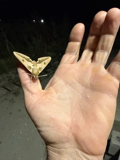 A light tan moth with dark brown markings is resting on the palm of a person's hand. The moth has large, triangular wings folded slightly upwards, with a pointed tip on each wing. Its body is elongated, and it has feathery antennae. The person's hand is open, displaying the lines of their palm. The background is dark, with a few small, bright lights visible in the distance, suggesting it is nighttime. The surface of the hand appears slightly dry and calloused. The setting appears to be outdoors, possibly in a rural or natural environment, given the darkness and the presence of lights in the distance which could be distant houses or streetlights. The image captures a moment of close observation of the insect. There is no visible text in the image.