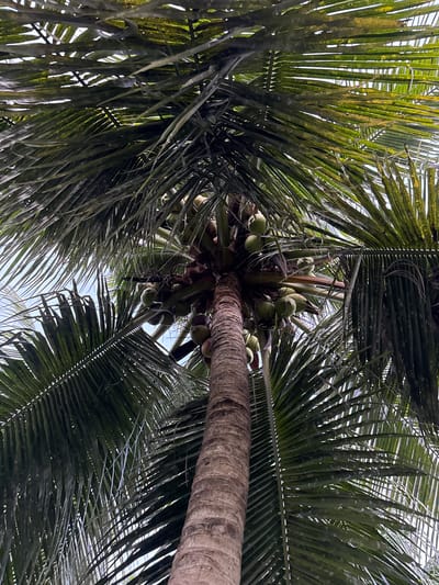 The image presents a low-angle view looking directly upwards into the canopy of a coconut tree in Pulorungkom, Indonesia. The central subject is the thick, textured trunk of the coconut tree, positioned slightly to the right and extending upwards. Around the crown of the tree, where the fronds meet the trunk, a dense cluster of numerous green, immature coconuts is visible.
Large, pinnate fronds, characteristic of a coconut palm, fill the majority of the frame. These fronds display various shades of green, with some areas appearing lighter, yellowish-green, and others darker, shadowed, or speckled with lighter spots. Patches of bright, light blue or whitish sky are visible through the gaps between the dense foliage, suggesting clear daytime conditions. No specific activity or event is taking place; the image captures a static natural scene. There are no people, man-made objects other than the tree itself and its fruit, or visible text in the frame. The overall impression is one of a vibrant, tropical environment.