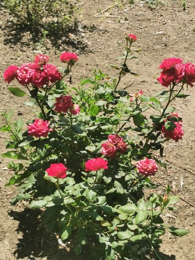 This is a close-up, eye-level, outdoor, natural light photograph of a bush of pink and red roses in full bloom. The roses are clustered on several branches, with vibrant green leaves surrounding them. The ground around the rose bush is dry, dusty, and appears to be soil with small pebbles and some dry twigs. In the background, there is more dry, dusty soil with sparse, dry vegetation and shadows cast from an unseen source. The image was taken in Carbuna, Moldova.