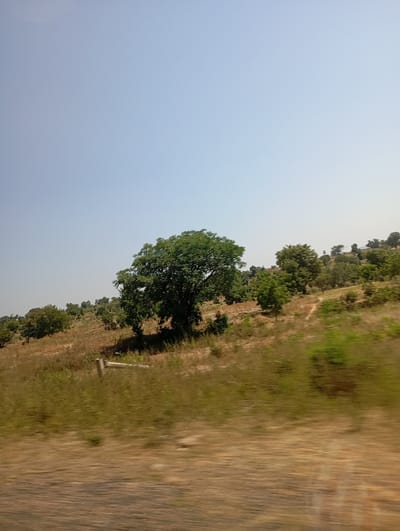 A rural landscape is depicted within the city of Lakweme, Nigeria, under a clear, light blue daytime sky. The ground consists of dry, light brown earth and sparse vegetation, sloping gently upwards from the foreground to the midground. A prominent large tree with dense green foliage stands in the midground, slightly left of the image center. To its right, several smaller trees and bushes are scattered across the rising terrain, along with a visible dirt path winding uphill. A single light-colored wooden post is positioned in the lower midground, leaning slightly. The immediate foreground displays significant motion blur, characterized by streaks of reddish-brown earth and dry grass, indicating the photograph was captured from a moving platform. No people, animals, or artificial structures, beyond the path and post, are present.