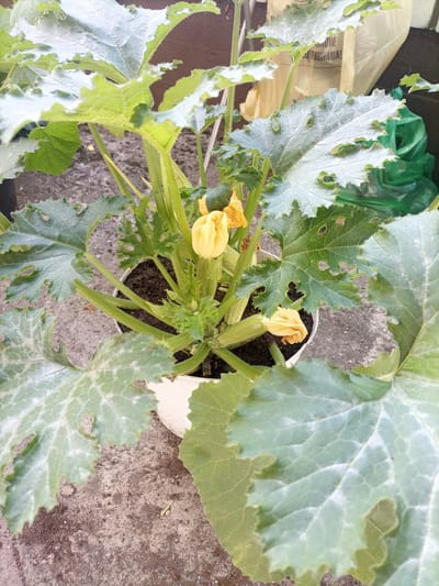 The image shows a zucchini plant with yellow flowers and green leaves in a white pot. The plant is outdoors, on a paved surface, with some background elements including a brown wall and some plastic bags. The scene is in Reda, Poland, as indicated by the Polish text on a yellow bag in the background. The leaves of the plant show some signs of damage or holes.