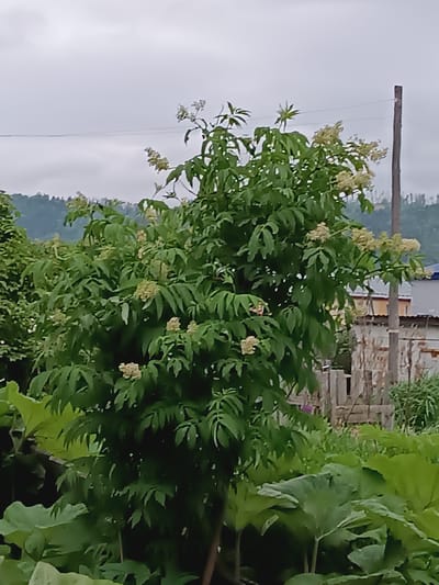 This media file depicts a lush green tree with small clusters of white flowers in a rural outdoor setting. The tree is full of compound leaves and its branches reach upwards and outwards. In the foreground, large, broad green leaves from another plant dominate, suggesting a garden or natural undergrowth. Behind the tree, hints of human habitation are visible, including a rustic wooden fence and parts of buildings with muted colors, suggesting a somewhat weathered appearance. A single wooden pole stands to the right of the tree, likely part of a fence or utility line. In the distance, rolling hills are covered in vegetation, fading into a hazy horizon. The sky is overcast and a pale gray, indicating a cloudy or possibly rainy day. The overall impression is one of a quiet, natural environment within a lived-in space. There is no visible text in the image. The location is identified as Krasnopol'ye, Russia.