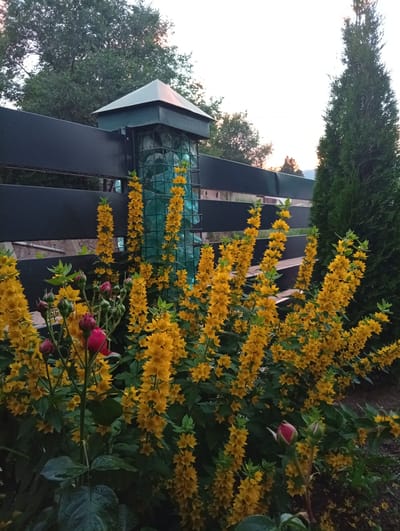 The image depicts a garden scene with a dark horizontal fence in the background. A tall, green coniferous tree stands to the right of the fence, and behind it, a bright sky suggests it might be late afternoon or early evening. In the foreground, a dense cluster of tall, yellow flowers with small star-shaped blooms dominates the lower half of the image. To the left of the yellow flowers, a rose bush with several red buds is visible. The overall impression is one of a lush, flourishing garden. There are no people visible in the image, and no text is present. The setting appears to be outdoors, possibly a backyard or park area. The lighting suggests natural light, with the sun likely setting or rising, casting a soft glow on the scene. The presence of both roses and tall spires of yellow flowers indicates a diverse and vibrant planting.