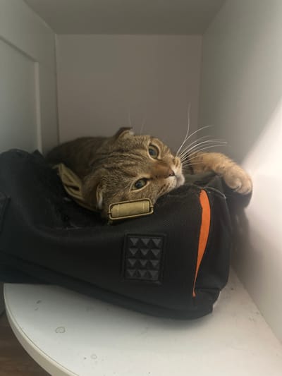 A domestic cat, of tabby coloration, is lying on a black bag with orange trim. The cat's body is partially obscured by the bag, but its head is visible, resting on the bag's surface. The cat's eyes are open and directed towards the viewer. Its right paw is extended over the bag. The cat is inside a white, recessed shelving unit. The environment suggests an indoor setting. The location is identified as Osinniki, Russia.