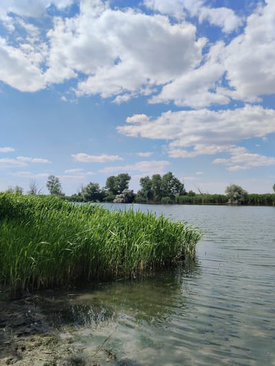 The image depicts a tranquil natural scene at the Dniester River, near Bilyaivka, Ukraine. In the foreground, lush green reeds grow along the muddy bank of the river. The water's surface is calm, reflecting the sky and the surrounding foliage. Across the river, a line of trees and dense vegetation forms the opposite bank, creating a verdant backdrop. Above, a bright blue sky is adorned with scattered white clouds. The overall impression is one of a peaceful and picturesque natural landscape.
