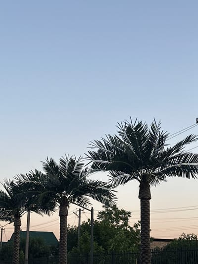 The image depicts a scene with multiple palm trees under a light blue sky that transitions to a warmer hue near the horizon, suggesting either sunrise or sunset. The palm trees are the primary subjects, with their fronds reaching upwards. The perspective is from below, looking up at the trees.
In the background, there are power lines running horizontally, supported by utility poles. Green foliage and some buildings are also visible behind the palm trees, indicating an outdoor, possibly urban or suburban, setting. A dark fence runs along the right edge of the frame. There are no people or animals clearly visible in the image.
The lighting suggests it is either early morning or late afternoon, with a soft, diffused light. The weather appears clear. The presence of palm trees, while not native to Kyrgyzstan, could indicate a cultivated area, a botanical garden, or a specific landscaping choice in a region that experiences a climate suitable for them, or they could be artificial. There is no visible text in the image. The overall mood is serene and natural, focusing on the visual composition of the trees against the sky.