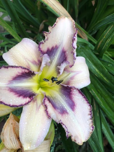 The image shows a close-up, low-angle view of a light-colored daylily flower with purple markings. The flower has six petals, with the inner petals transitioning from white to yellow towards the center, where black stamens are visible. The edges of the petals are ruffled and tinged with purple. The flower is covered in small water droplets, suggesting it may have recently rained or been watered. The background consists of out-of-focus green foliage. The image does not contain any people, actions, or interactions, and there are no discernible landmarks that would indicate a specific location in Radomyshl, Ukraine.
