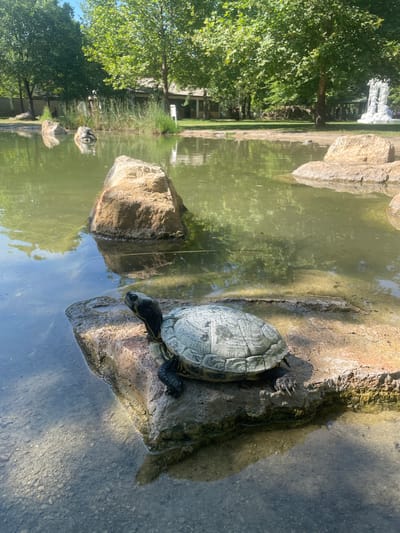 An outdoor scene in General Todorov, Bulgaria, depicts a pond or lake under bright sunlight. In the foreground, a single turtle with a patterned grey-green carapace and a dark head with yellow markings rests on a flat, light brown rock at the water's edge. The turtle faces left, with its head slightly elevated. The water immediately surrounding the rock is clear and shallow, revealing a pebbly bottom. Further into the pond, the water becomes murkier and green, reflecting the sky and surrounding foliage.
Several large, light brown rocks are visible in the middle distance, partially submerged or emerging from the water. The background is dominated by lush green deciduous trees with dense canopies under a clear blue sky. On the left bank, a building with a brown roof and light-colored walls is partially obscured by tall reeds and trees. On the right side of the far bank, a prominent white, multi-tiered structure, appearing to be decorative or floral, stands amidst the trees. Shadows are cast by the trees and the turtle, indicating a sunny day.