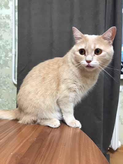 A light cream-colored cat with amber eyes is sitting on a wooden table, facing to the right. The cat's tongue is slightly visible. Behind the cat, a dark gray curtain hangs, and to the left, a wall with a light green floral pattern is visible. To the far right, a white radiator is partially visible. The image appears to have been taken indoors in a residential setting in Башкултаево, Russia.