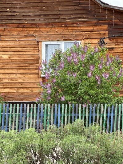 This media file captures a vibrant outdoor scene in Kuda, Russia, featuring a rustic wooden building, abundant vegetation, and a painted fence. The image is oriented vertically.
On the left, a traditional wooden house or barn stands, constructed from vertical, warm brown stained planks. The roofline, made of a dark material, is visible at the very top left corner. A white-framed window, with multiple panes and a light-colored curtain, is centrally located on the wooden wall. Decorative string lights with small bulbs are draped in a wavy pattern down the side of the building, and some dark electrical wiring and a junction box are visible near the top of the wall.
A large, densely leaved lilac bush with numerous clusters of purple-pink blossoms dominates the center of the frame, partially obscuring the window and adding a touch of spring bloom to the scene. To the right of the lilac bush, a slatted wooden fence acts as a boundary, painted in alternating horizontal stripes of faded blue and green. Beyond the fence, on the far right, is a second, lighter green shrub or small tree with feathery foliage.
The scene depicts a peaceful, rural setting, likely captured during daytime under clear, even lighting. There are no people or discernible activities taking place. No text is visible in the image.