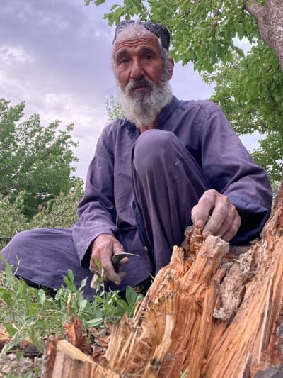 An elderly man, with a weathered face, long white beard, and a dark cap, is the central figure in this outdoor, eye-level shot. He is dressed in loose-fitting purple traditional attire and crouches low to the ground, his gaze directed slightly off-camera.

The man's hands are actively engaged with a prominent, rough-hewn tree stump in the foreground. In his left hand, he holds a small, curved metal tool, positioned near some green foliage growing at the base of the stump. His right hand is placed directly on the splintered wood of the stump, suggesting he is either working on it, examining it, or foraging. The stump itself is a striking element, showcasing its raw, broken texture.

The setting appears to be a natural or rural environment, characterized by sparse green ground cover around the man and lush green trees visible in the mid-ground. The sky above is overcast and cloudy, indicating soft, diffused daylight, possibly early morning or late afternoon. The overall mood conveyed is one of quiet labor or contemplation. There is no visible text in the image. The scene takes place in Qila Saifullah, Pakistan.