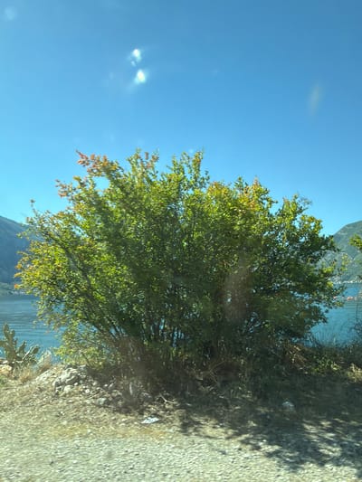 In Donji Orahovac, Montenegro, a lush green tree with some reddish leaves stands prominently in the foreground against a clear blue sky. Behind the tree, a bright blue body of water stretches out, bordered by the green slopes of mountains on either side. The terrain in front of the tree is rough and rocky, with dry grass and some scattered stones. The overall scene is one of natural beauty, with a focus on the vibrant tree and the serene landscape.