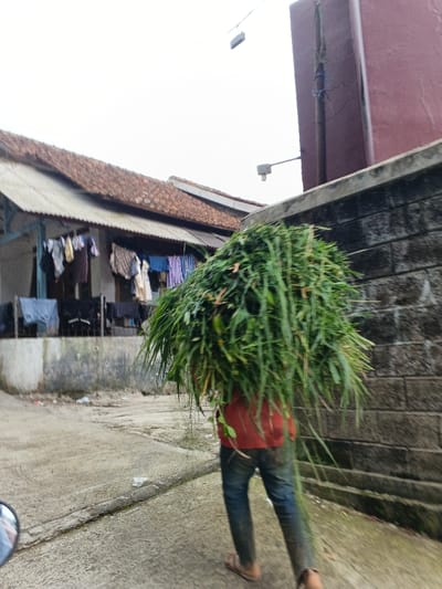 An individual is depicted from behind, walking on a paved surface in Kabiufa, Papua New Guinea. The person carries a substantial, dense bundle of green foliage on their back, obscuring their head. The individual wears a red long-sleeved shirt and blue jeans, with the lower portions of the jeans appearing soiled. Footwear, possibly sandals, is visible on the right foot. To the right of the scene, a dark gray cinder block wall with a concrete coping runs parallel to the direction of travel. Behind this wall, a partial view of a reddish-brown building facade with an attached vertical conduit is visible, alongside a streetlight fixture extending from a pole. To the left, a residential building features a brown tiled roof, a lighter corrugated metal awning, and multiple items of laundry hanging outdoors. The concrete or asphalt ground surface is discolored and shows minor debris. A partial reflection of a vehicle mirror is present in the lower-left corner. The sky is overcast.