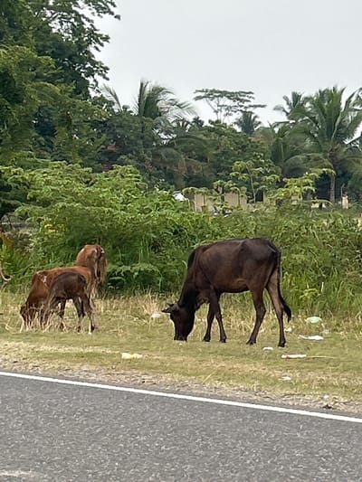 The image captures a rural scene in Keudearon, Indonesia. Two cows are the primary subjects, with a larger, darker cow in the foreground and a smaller, lighter-colored calf positioned behind it. The cows are standing on a grassy area adjacent to a paved road, which runs diagonally across the right side of the frame. The landscape is lush and green, with dense foliage and trees visible in the background, suggesting a tropical or subtropical environment. Coconut trees are identifiable among the greenery, a common sight in Indonesia. The sky appears overcast, indicating a cloudy day, possibly with a threat of rain. There are scattered pieces of white debris, possibly trash, on the grassy verge next to the road, which is a common sight along roadsides. The image is oriented vertically, with the top of the scene appearing on the left side of the frame. No people are visible in the image, and there is no discernible text. The overall impression is one of a tranquil, everyday moment in a rural Indonesian setting.