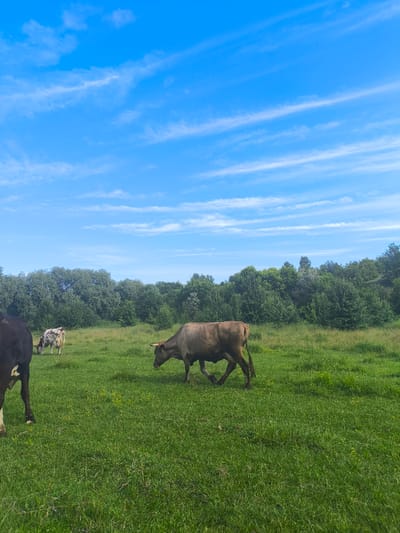 The image depicts a pastoral scene with cattle grazing in a lush green meadow under a bright blue sky dotted with wispy white clouds. In the foreground, the hindquarters of a dark-colored cow are visible on the left. Further into the field, a light brown cow is in motion, its head down as if grazing, and another cow with a white and brown spotted coat is also grazing.
The setting is a wide-open field with dense, green trees forming a line across the background. The foliage of the trees appears vibrant and full, suggesting a time of year with abundant growth, likely spring or summer. The bright sky indicates it is daytime, with the sunlight casting a gentle illumination on the landscape.
The overall mood is peaceful and tranquil, capturing the essence of rural life. The activity is simple and natural: the cows are engaged in their daily routine of grazing. There are no visible signs of human activity in the immediate vicinity, emphasizing the natural state of the scene. The clear sky and green landscape suggest fair weather. The presence of cattle and the open grassland are strong indicators of a rural or agricultural setting, consistent with the provided location context of Anastasivka, Ukraine. There is no visible text within the image.