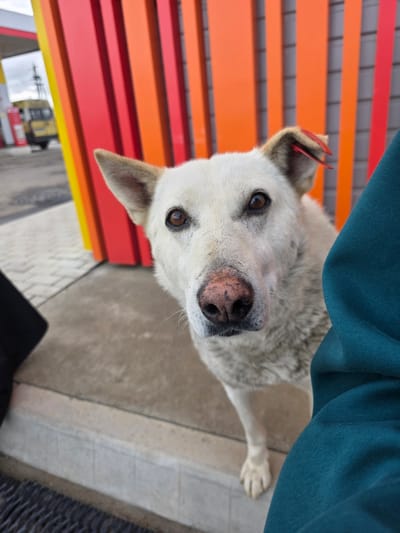 A medium shot, eye-level, outdoor, natural light photograph shows a white dog with brown eyes and a pink nose. The dog is standing on a concrete surface with a textured, dark gray mat in the foreground. Behind the dog, there are vertical, colorful panels in shades of yellow, orange, and red. To the right of the dog, a portion of a person wearing a teal hooded sweatshirt is visible. In the blurred background, there is a yellow bus. A red tag is visible on the dog's left ear. The image appears to have been taken at a gas station.