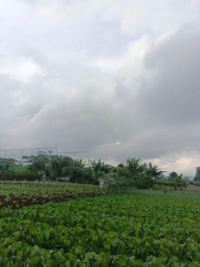 A field of lush green leafy crops stretches towards the horizon under a cloudy, overcast sky. Rows of darker, cultivated soil with sparse sprouts divide the foreground from a backdrop of trees and banana plants. A wire fence structure is visible in the distance, hinting at a property boundary or protective enclosure. The overall scene presents a rural agricultural landscape, likely on a day with impending or recent rainfall.