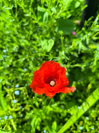 A single, vibrant red poppy is in full bloom, its delicate petals unfurling to reveal a dark center with a cluster of yellow stamens. The poppy is the clear subject of the image, positioned centrally and in sharp focus. It is surrounded by a lush, green environment of foliage and smaller, out-of-focus blue flowers, suggesting a garden or natural setting. The background is a blur of greens, with hints of bright sunlight illuminating the leaves. In the upper right corner, a dark, indistinct shape, possibly a gloved hand, is partially visible, suggesting human presence or interaction with the scene. The overall impression is one of natural beauty and the simple elegance of a blooming flower. The image does not contain specific details to determine its location within Pasiene, Latvia.