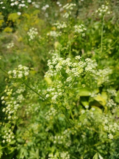 In Gulistan, Uzbekistan, a close-up shot captures a cluster of delicate white wildflowers, possibly from the Apiaceae family, against a backdrop of lush green foliage. The flowers are characterized by their small, star-shaped petals arranged in umbels. A tiny dark insect, possibly a fly or bee, is visible on one of the flower clusters, suggesting a natural, outdoor environment. The lighting suggests it is daytime, with sunlight filtering through the plants, creating soft shadows and highlights. The focus is on the foreground flowers, with the background blurred, indicating a shallow depth of field. The overall impression is one of natural beauty and the subtle details of flora in a garden or wild setting.