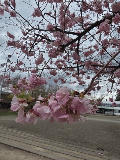 The image depicts a blossoming tree with pink flowers, likely cherry blossoms, against a cloudy sky. The branches of the tree are visible, some bare and some covered with dense clusters of flowers. The background includes a building, a sidewalk, and possibly a street. A lamppost is also visible. The location is Göttingen, Germany, based on visual cues such as the style of the building. The image is taken from a low angle, looking up into the tree.