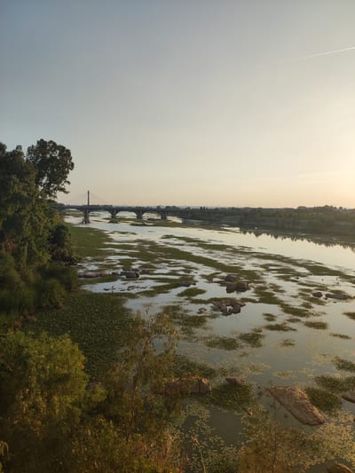 The image depicts a wide river covered in lily pads, with a modern suspension bridge spanning across it in the distance. The sun is low in the sky, casting a warm, golden light across the scene, suggesting either early morning or late afternoon. The sky is a clear, pale blue, with a faint contrail from an airplane visible.
On the left bank of the river, lush green trees and foliage create a dense natural border. The river itself is partially obscured by a thick carpet of green lily pads, interspersed with patches of open water and large rocks. A single bird, likely a heron, stands on one of the rocks in the middle of the river. The water reflects the sky and the surrounding landscape, creating a shimmering effect.
The bridge is a prominent structure, characterized by its slender support tower and gracefully arched spans. Beyond the bridge, the far bank of the river is lined with trees and what appears to be a town or city, with buildings and cranes indicating ongoing construction or development. The overall atmosphere is serene and peaceful, bathed in the soft light of sunset or sunrise. The location is identified as Badajoz, Spain. There is no visible text in the image.