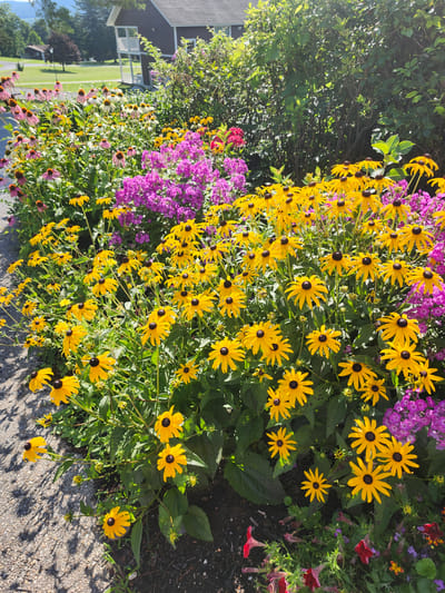 The image shows a flower garden in the Town of Hoosick, United States of America. The garden is filled with a variety of colorful flowers, including yellow black-eyed Susans and pink phlox. In the background, a dark-colored building with white trim and balconies is visible, surrounded by green trees and a lawn. The sky is bright and sunny, casting shadows from the foliage onto a gravel path in the foreground. The overall scene depicts a well-maintained outdoor space with abundant floral growth.