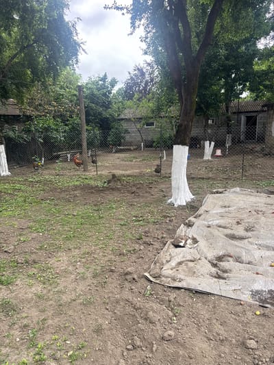 This image depicts a cluttered, rural backyard scene, likely in Zugdidi, Georgia, given the context. The foreground is dominated by uneven, dirt ground with sparse green vegetation and scattered fallen fruits, possibly apples or plums. A large, gray tarp covers a portion of the ground to the right, also with fallen fruits visible on its surface. A tabby cat is resting on the tarp. In the middle ground, a wire fence encloses the area, with several chickens and roosters visible within the enclosure. A large tree with a white-painted trunk stands prominently near the center. In the background, several dilapidated, single-story structures with corrugated metal roofs are visible, along with more trees and overhanging foliage. The overall impression is one of disarray and neglect, with elements of a functional farm or homestead.